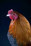 Brave Chicken, alias Ayamnya Barry Prima