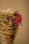 Ayam baru semir rambut